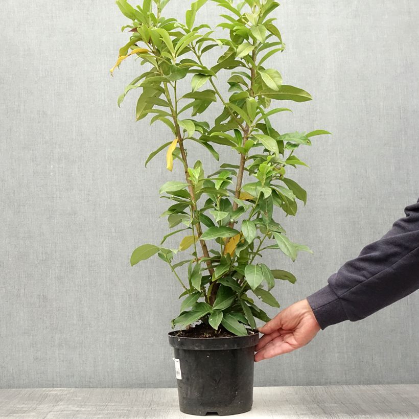 Exemplar von Kirschlorbeer Genolia - Prunus laurocerasus Topf mit 3L/4L wie im Sommer geliefert