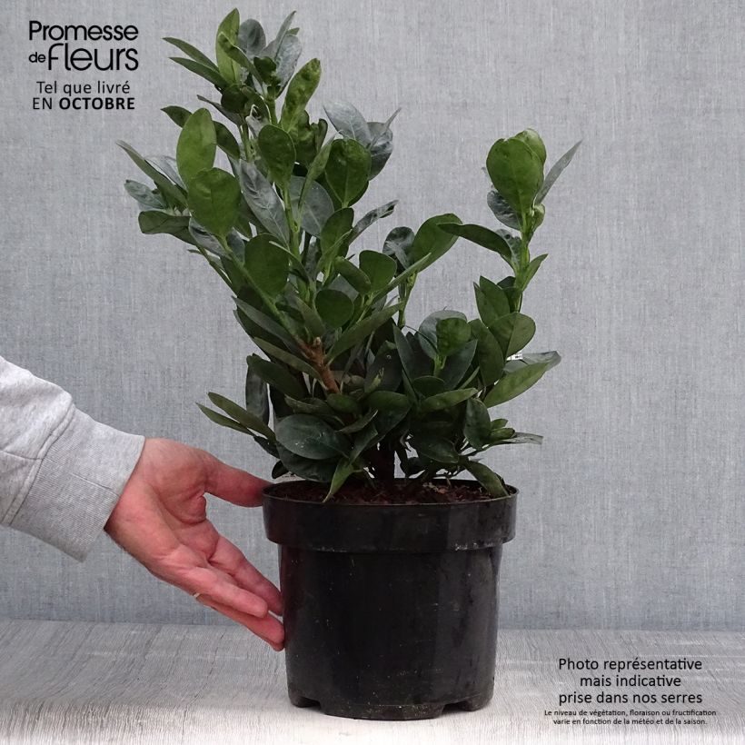 Example of Kirschlorbeer Miniredia - Prunus laurocerasus Topf mit 2L/3L as you get in automne