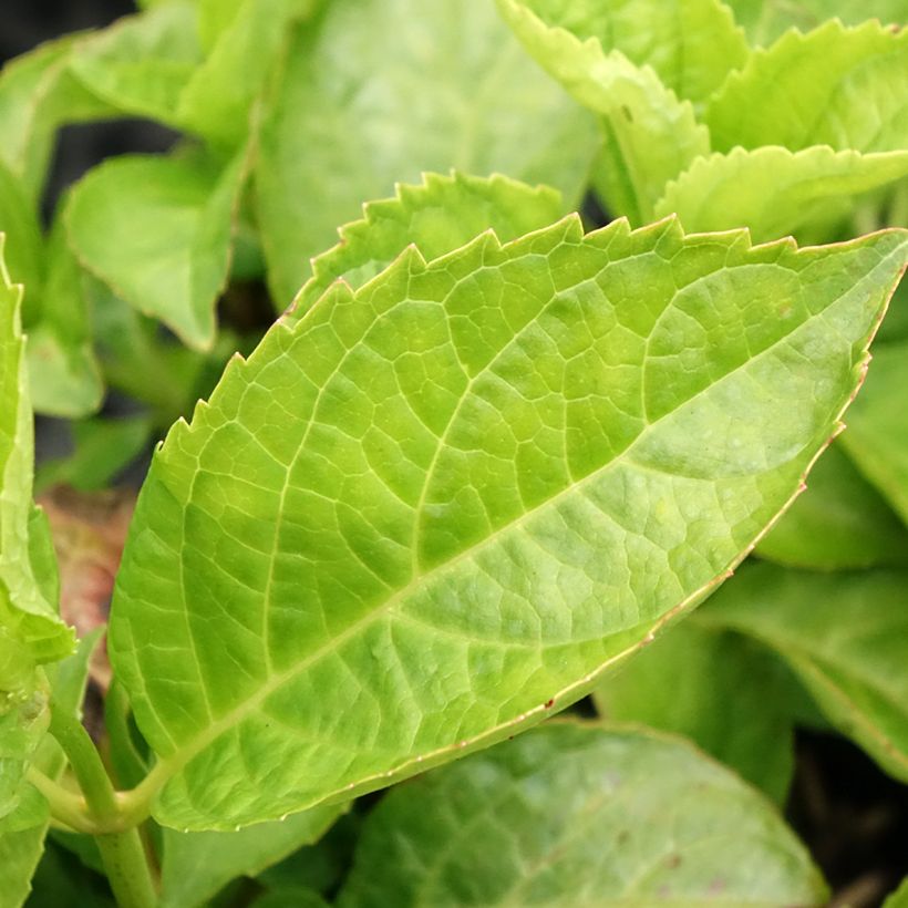 Kirschlorbeer Miniredia - Prunus laurocerasus (Foliage)