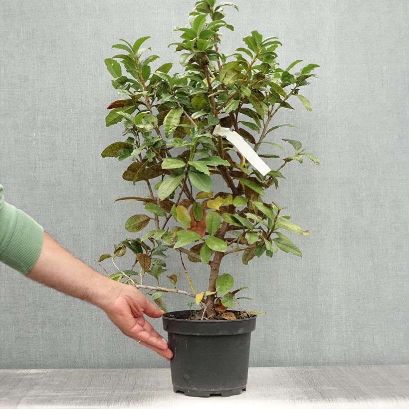 Example of Kirschlorbeer Ani - Prunus laurocerasus Topf mit 3L/4L as you get in ete