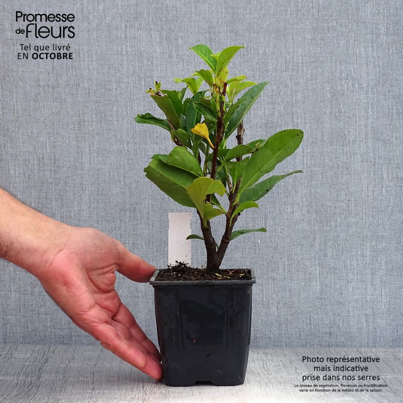 Example of Kirschlorbeer Caucasica - Prunus laurocerasus Kleine Töpfe von 8/9 cm as you get in automne