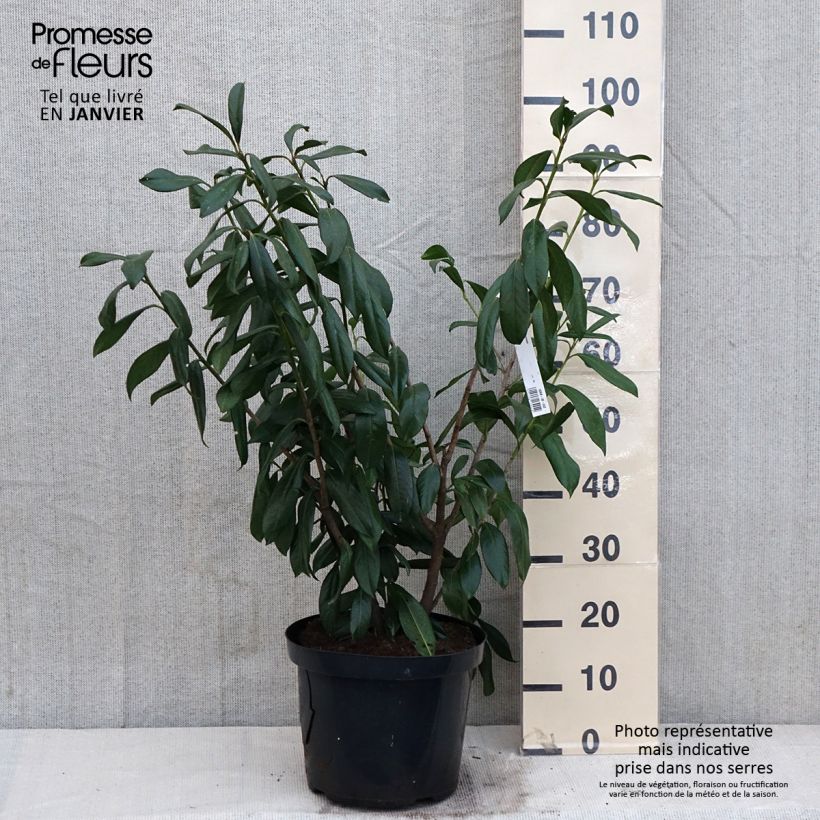 Exemplar von Kirschlorbeer Caucasica - Prunus laurocerasus Topf mit 7,5L/10L wie im Winter geliefert