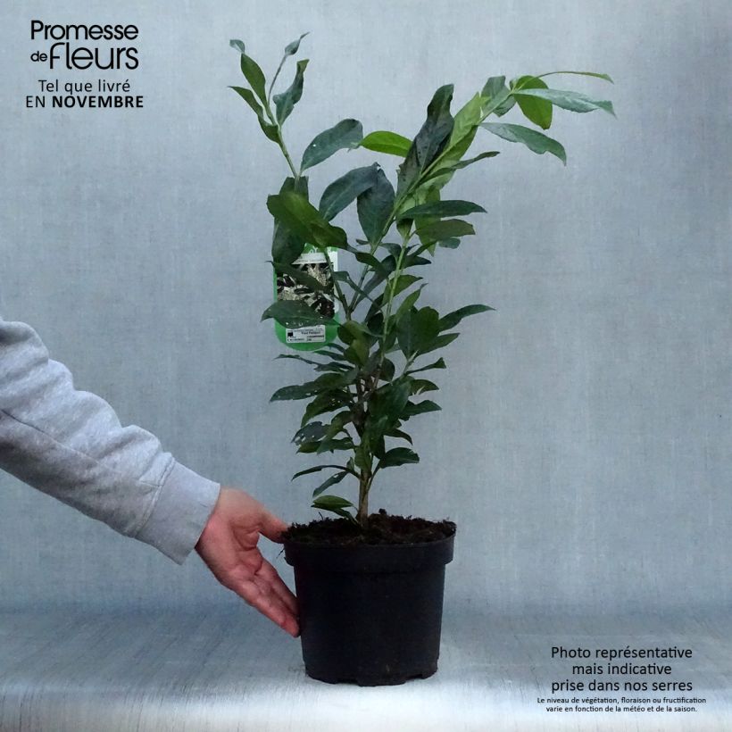Example of Kirschlorbeer Caucasica - Prunus laurocerasus Topf mit 3L/4L as you get in automne