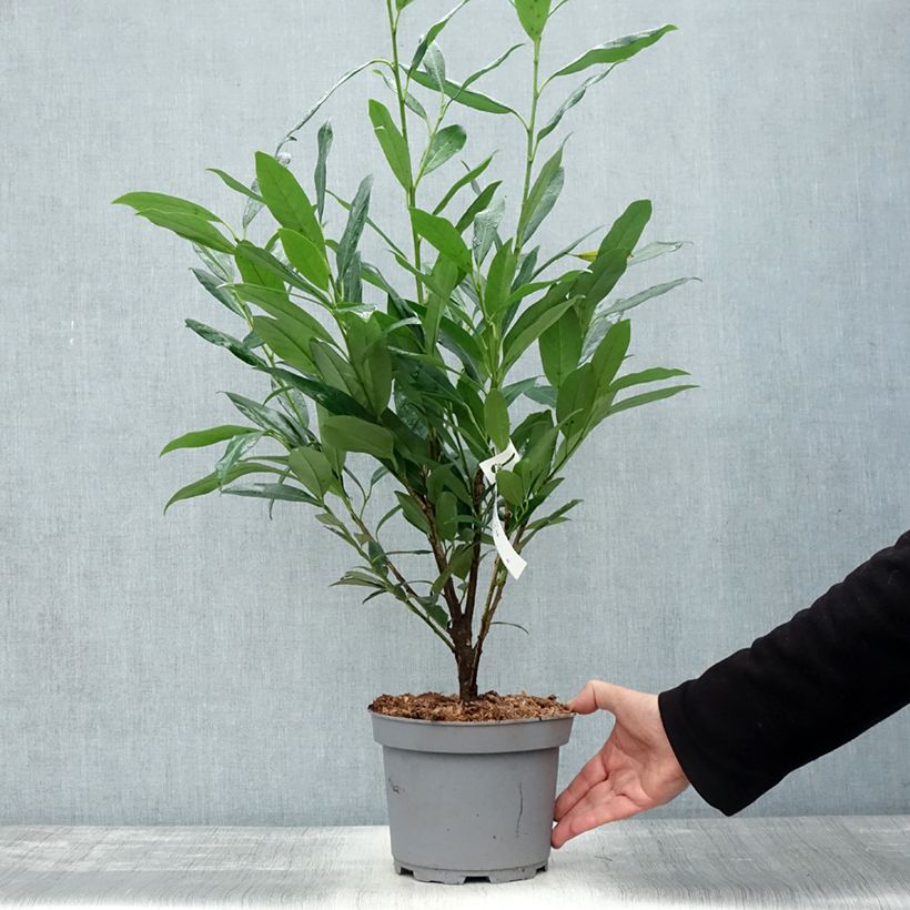 Example of Kirschlorbeer Elly - Prunus laurocerasus Topf mit 3L/4L as you get in automne