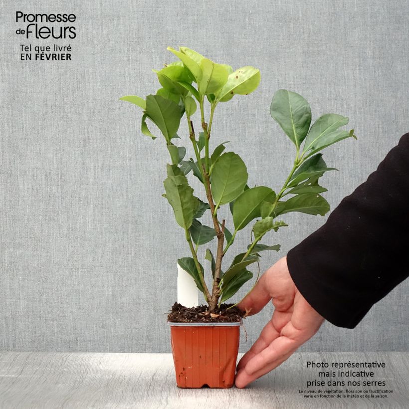 Exemplar von Kirschlorbeer Etna - Prunus laurocerasus Kleine Töpfe von 8/9 cm wie im Winter geliefert