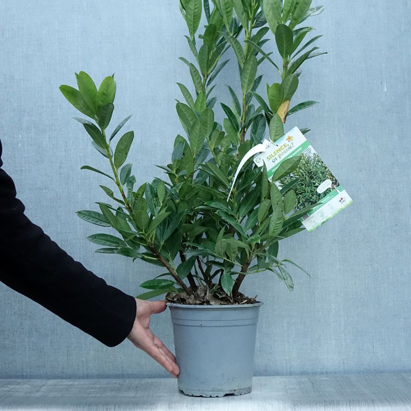Example of Kirschlorbeer Greentorch - Prunus laurocerasus Topf mit 3L/4L as you get in automne