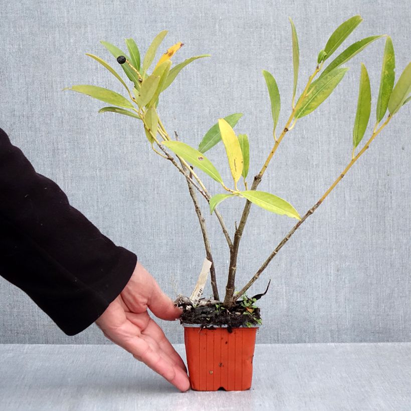 Exemplar von Kirschlorbeer Herbergii - Prunus laurocerasus Kleine Töpfe von 8/9 cm wie im Herbst geliefert