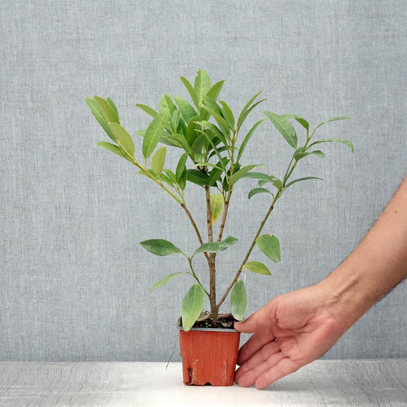 Example of Kirschlorbeer Herbergii - Prunus laurocerasus Kleine Töpfe von 8/9 cm as you get in ete