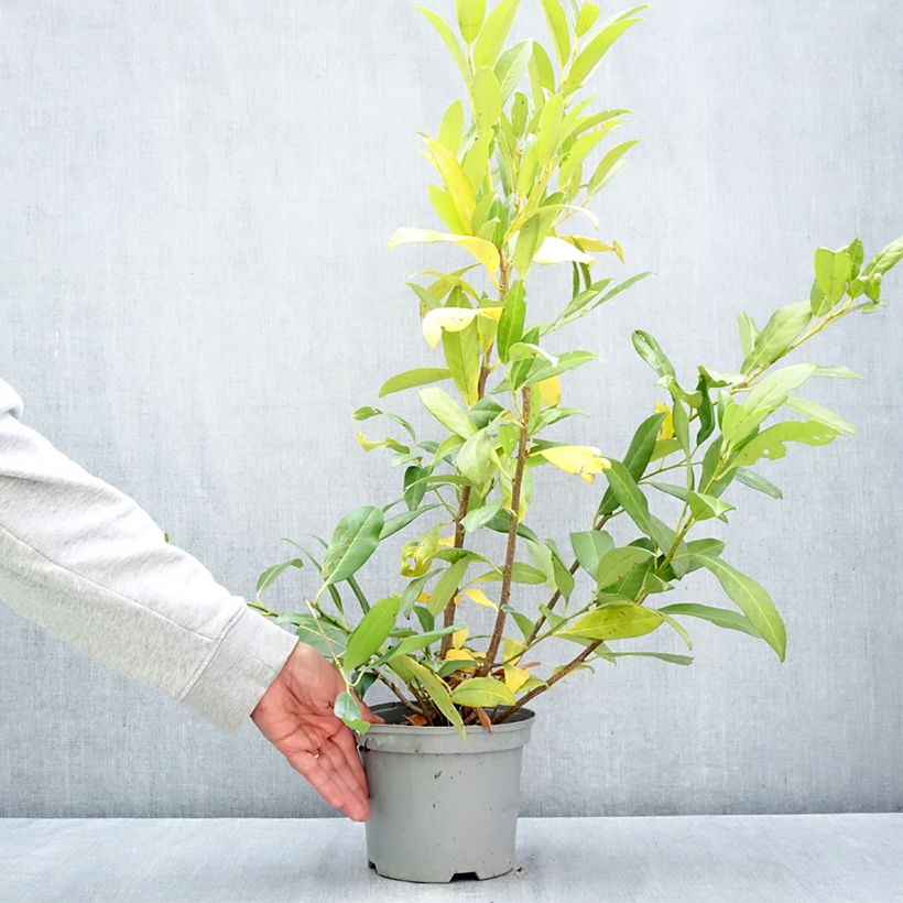 Exemplar von Kirschlorbeer Herbergii - Prunus laurocerasus Topf mit 3L/4L wie im Herbst geliefert