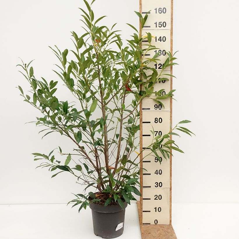 Exemplar von Kirschlorbeer Herbergii - Prunus laurocerasus Topf mit 7,5L/10L wie im Herbst geliefert