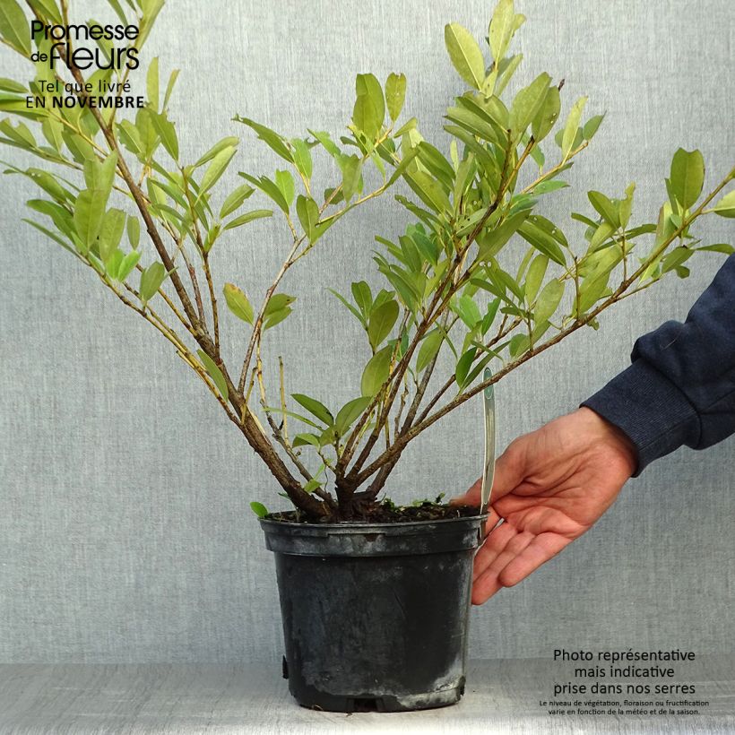 Example of Kirschlorbeer Mano - Prunus laurocerasus Topf mit 2L/3L as you get in automne