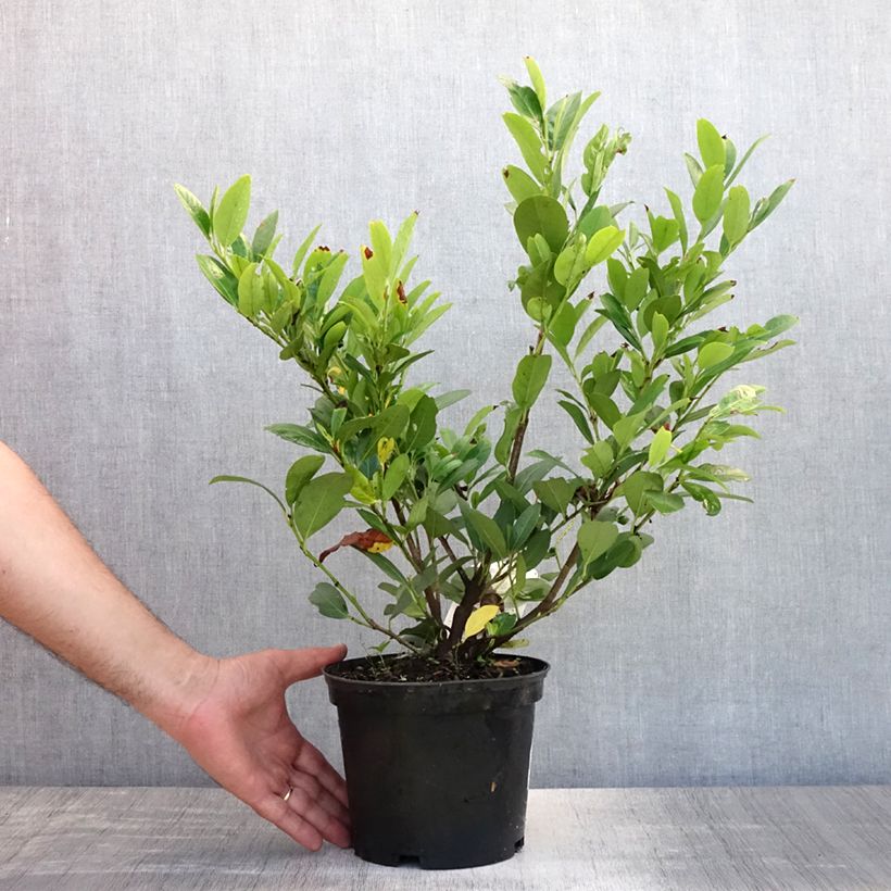 Exemplar von Kirschlorbeer Mano - Prunus laurocerasus Topf mit 2L/3L wie im Sommer geliefert