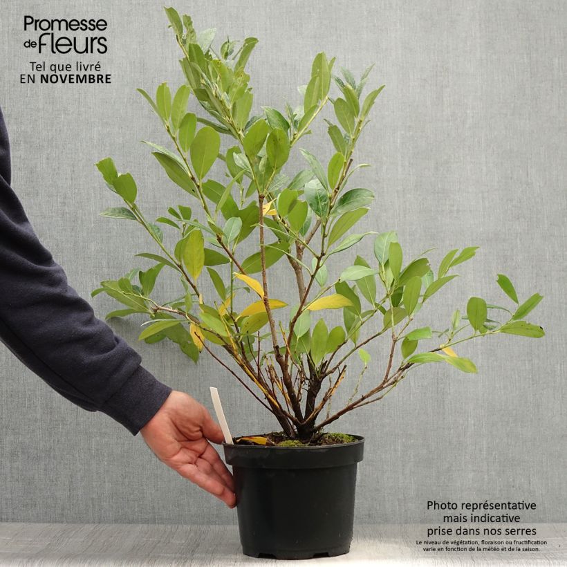 Example of Kirschlorbeer Mano - Prunus laurocerasus Topf mit 3L/4L as you get in automne