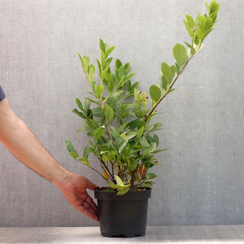 Exemplar von Kirschlorbeer Mano - Prunus laurocerasus Topf mit 3L/4L wie im Sommer geliefert