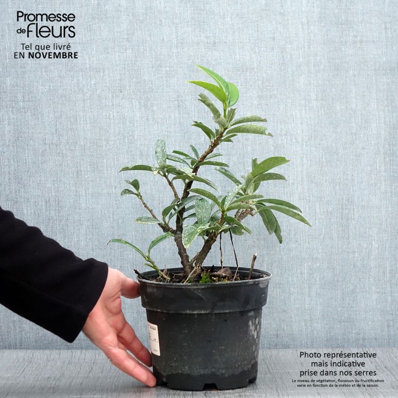 Example of Kirschlorbeer Mount Vernon - Prunus laurocerasus Topf mit 2L/3L as you get in automne