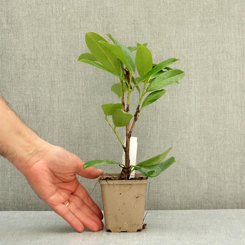 Exemplar von Kirschlorbeer Novita - Prunus laurocerasus Kleine Töpfe von 8/9 cm wie im Herbst geliefert