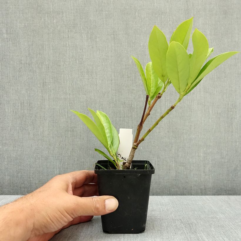 Exemplar von Kirschlorbeer Novita - Prunus laurocerasus Kleine Töpfe von 8/9 cm wie im Sommer geliefert
