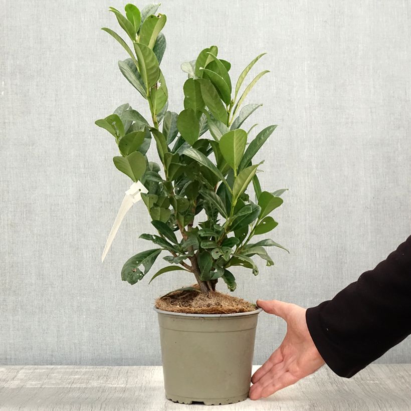Example of Kirschlorbeer Obelisk - Prunus laurocerasus Topf mit 2L/3L as you get in automne
