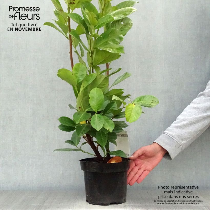 Example of Kirschlorbeer Rotundifolia - Prunus laurocerasus Topf mit 3L/4L as you get in automne