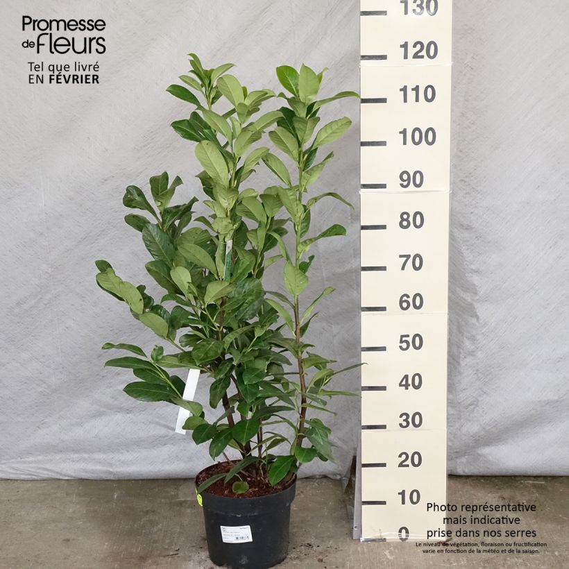 Exemplar von Kirschlorbeer Rotundifolia - Prunus laurocerasus Topf mit 7,5L/10L wie im Winter geliefert