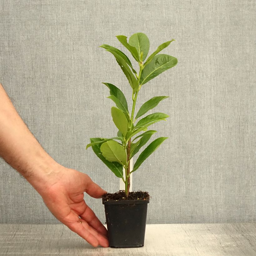 Exemplar von Kirschlorbeer Rotundifolia - Prunus laurocerasus Kleine Töpfe von 8/9 cm wie im Frühjahr geliefert