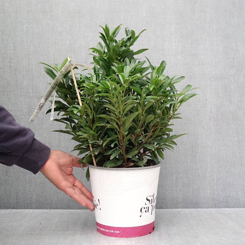 Exemplar von Kirschlorbeer Sofia - Prunus laurocerasus Topf mit 3L/4L wie im Herbst geliefert
