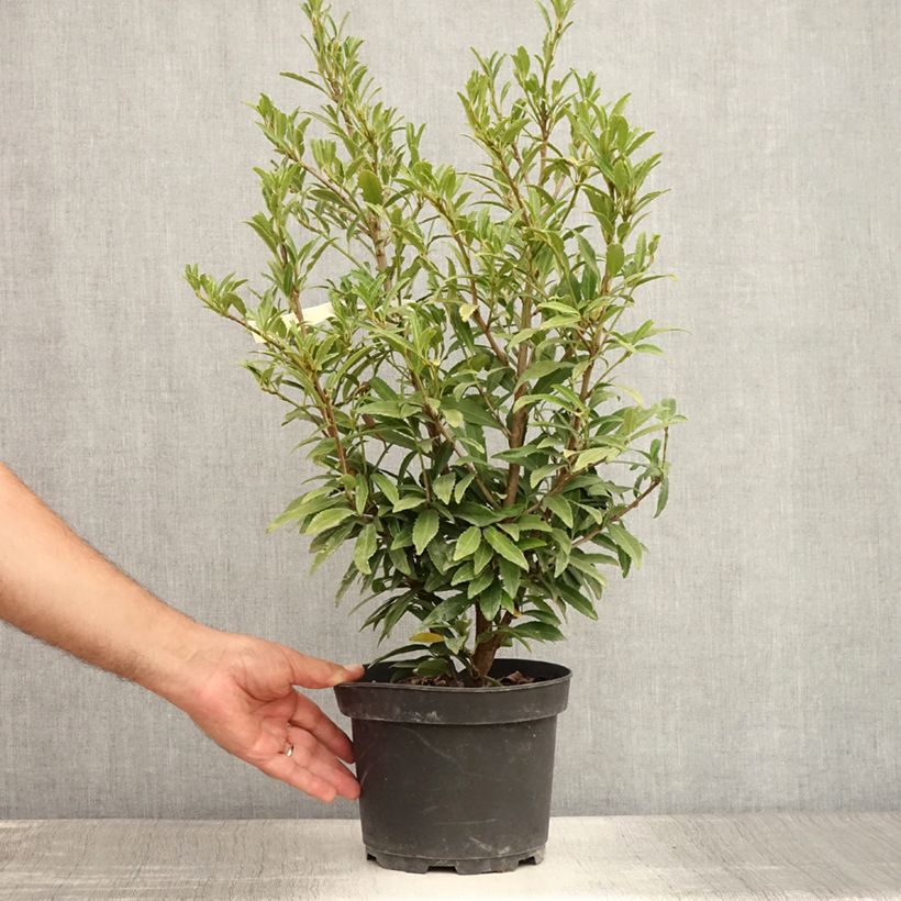 Example of Kirschlorbeer Sofia - Prunus laurocerasus Topf mit 4L/5L as you get in ete