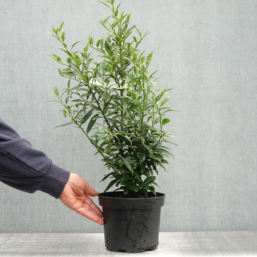 Exemplar von Kirschlorbeer Sofia - Prunus laurocerasus Topf mit 3L/4L wie im Frühjahr geliefert