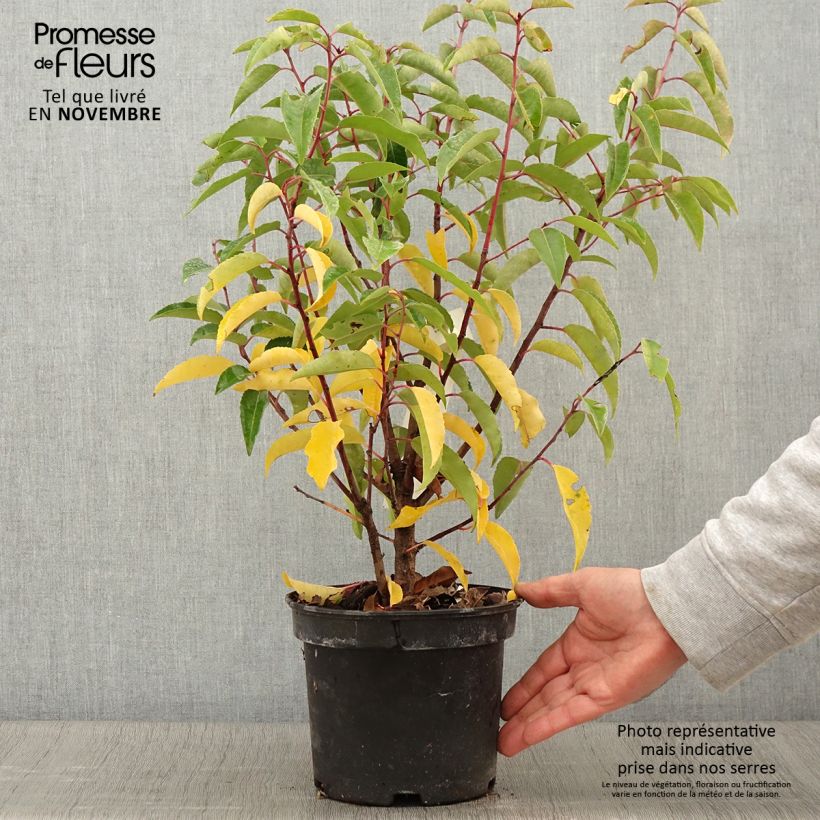 Example of Portugiesische Lorbeerkirsche Variegata - Prunus lusitanica Topf mit 3L/4L as you get in automne