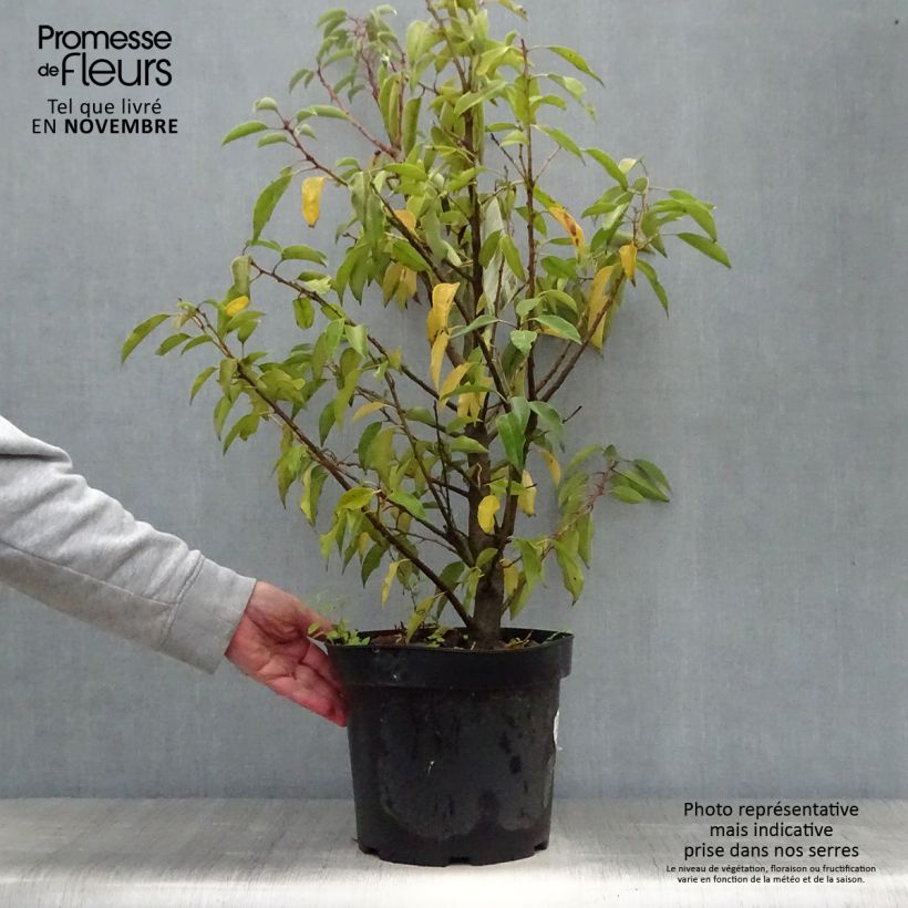 Example of Portugiesische Lorbeerkirsche Angustifolia - Prunus lusitanica Topf mit 7,5L/10L as you get in automne