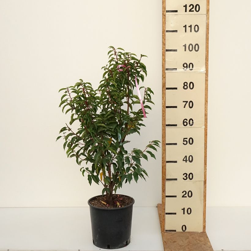 Exemplar von Portugiesische Lorbeerkirsche Brenelia - Prunus lusitanica Topf mit 7,5L/10L wie im Herbst geliefert