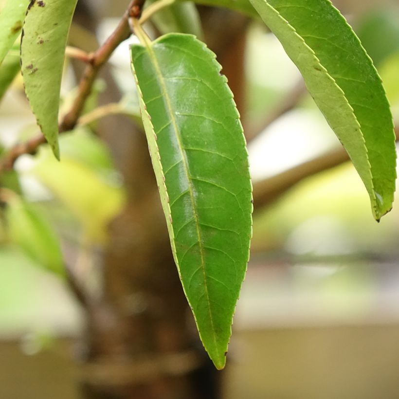 Portugiesische Lorbeerkirsche Myrtifolia - Prunus lusitanica (Foliage)
