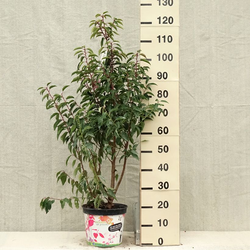 Exemplar von Portugiesische Lorbeerkirsche Myrtifolia - Prunus lusitanica Topf mit 6L/7L wie im Frühjahr geliefert