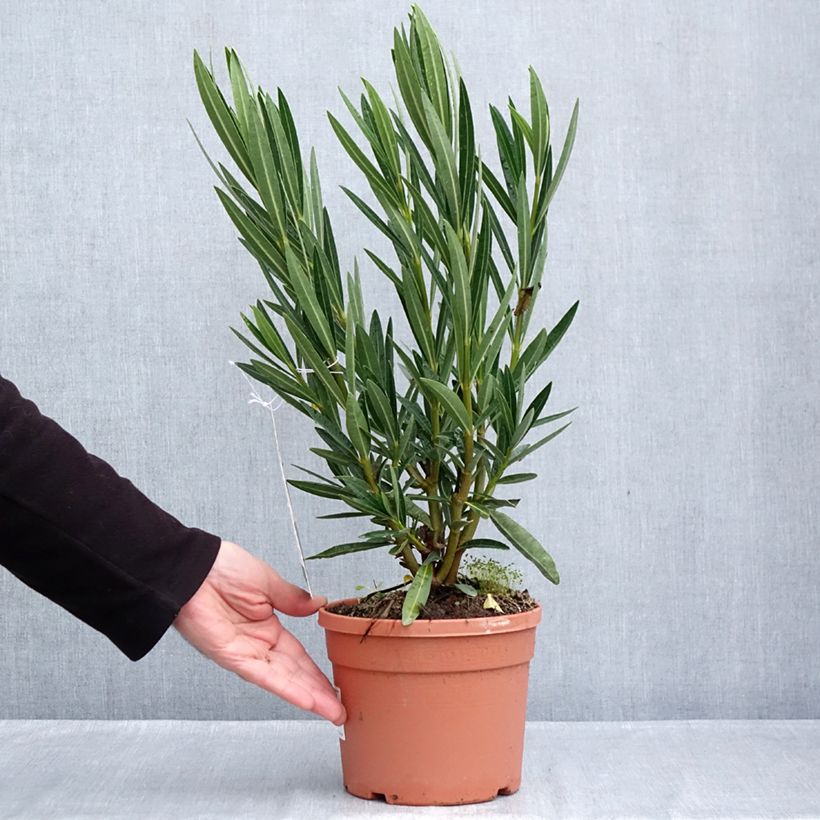 Exemplar von Oleander Angiolo Pucci - Nerium Topf mit 3L/4L, Strauch wie im Herbst geliefert
