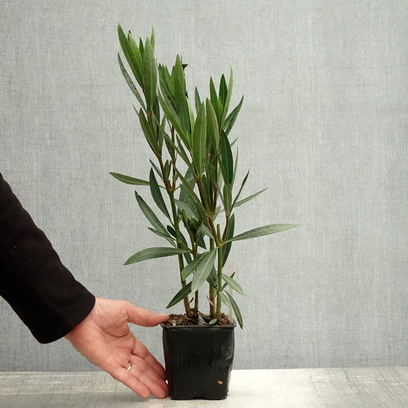 Example of Oleander Caro - Nerium Topf 10 cm/11cm as you get in automne