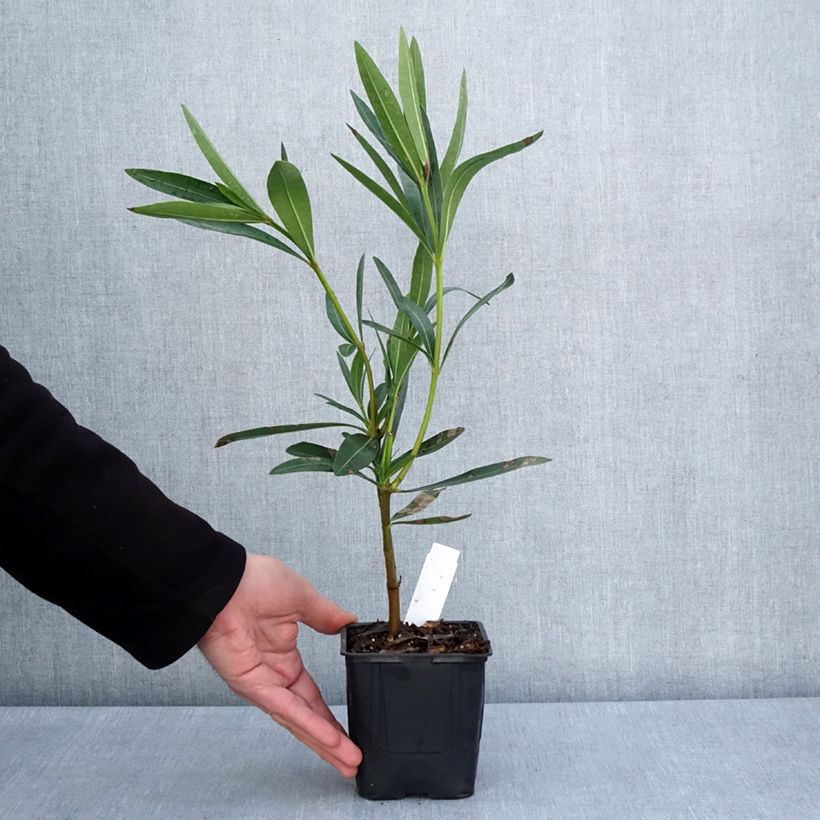 Exemplar von Oleander Commandant Barthélemy - Nerium Topf 10 cm/11cm wie im Frühjahr geliefert