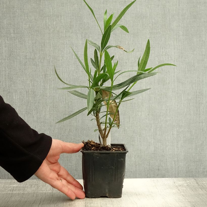 Example of Oleander Docteur Ragioneri - Nerium Topf 10 cm/11cm as you get in automne