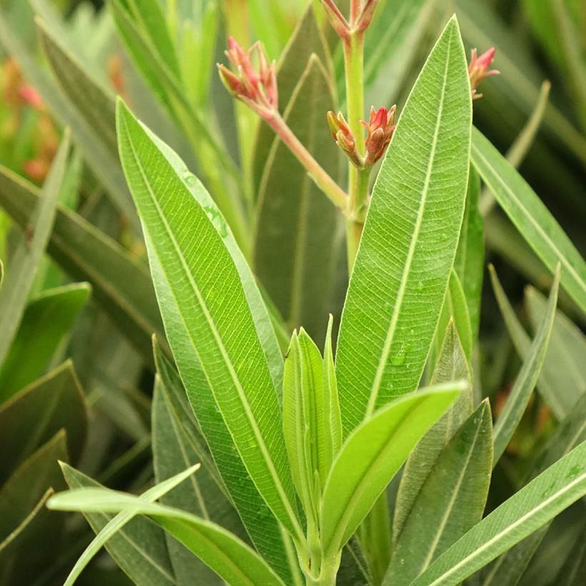 Oleander Emilie - Nerium (Foliage)
