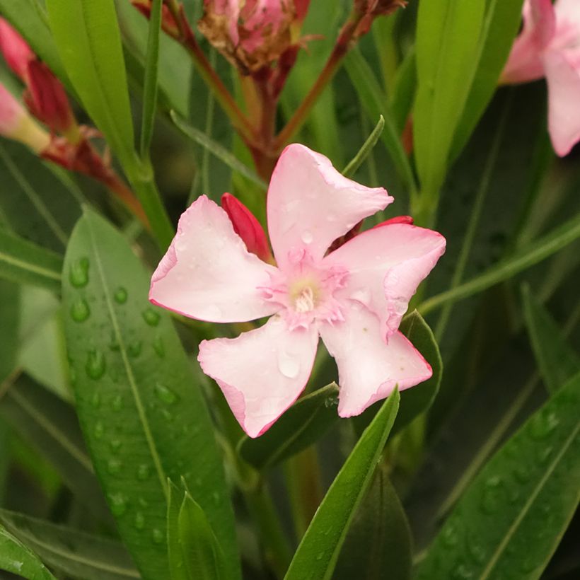 Oleander Emilie - Nerium (Flowering)
