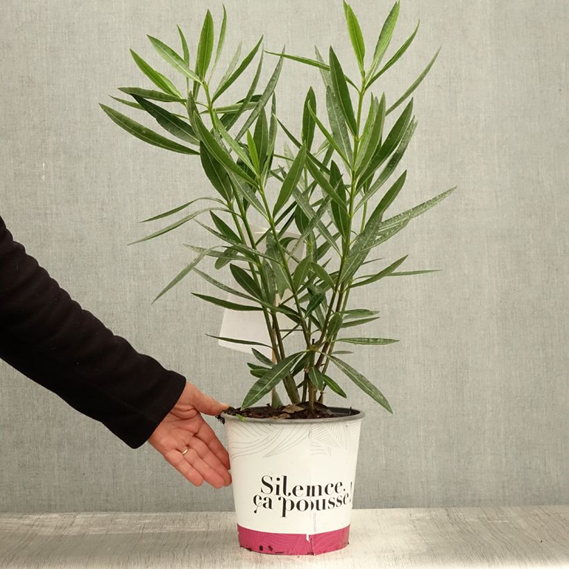 Example of Oleander Jannoch - Nerium Topf mit 3L/4L as you get in automne