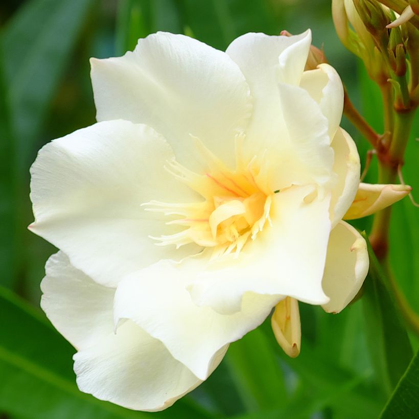 Oleander Luteum Plenum - Nerium (Flowering)