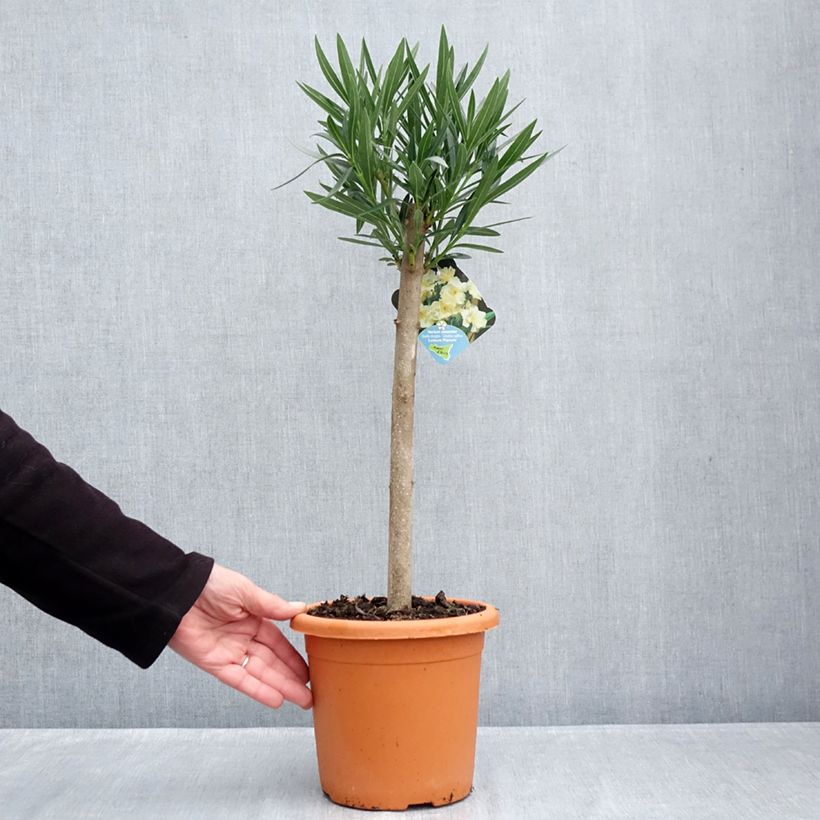 Exemplar von Oleander Luteum Plenum - Nerium Topf mit 2L/3L wie im Herbst geliefert