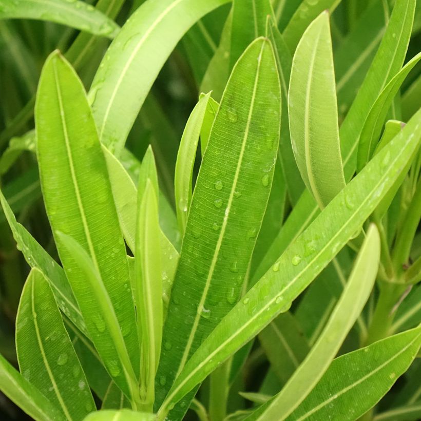Oleander Margarita – Nerium oleander (Laub)
