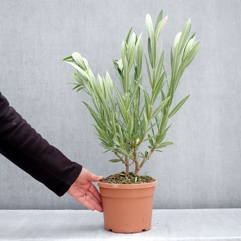 Exemplar von Oleander Marie Gambetta - Nerium Topf mit 3L/4L wie im Winter geliefert