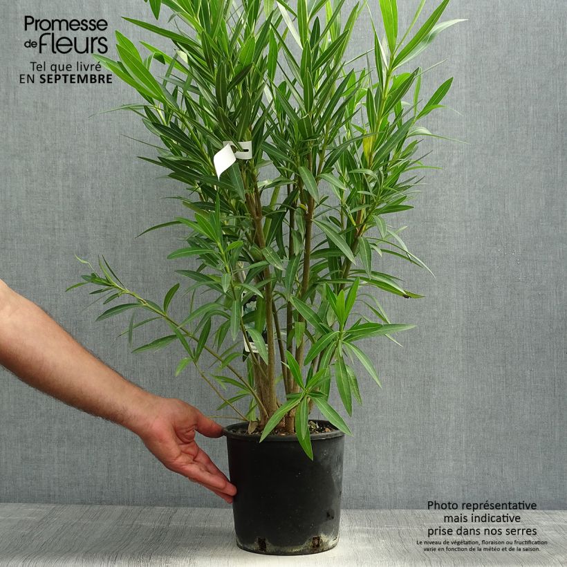 Example of Oleander Weiss - Nerium Topf mit 2L/3L as you get in automne