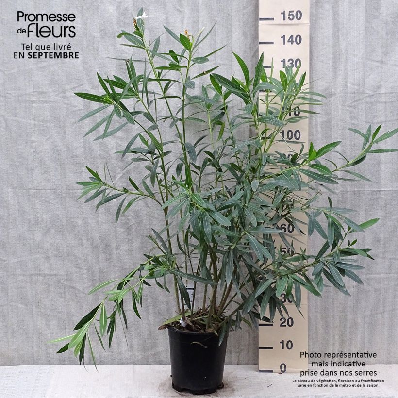 Example of Oleander Weiss - Nerium Topf mit 6L/7L as you get in automne