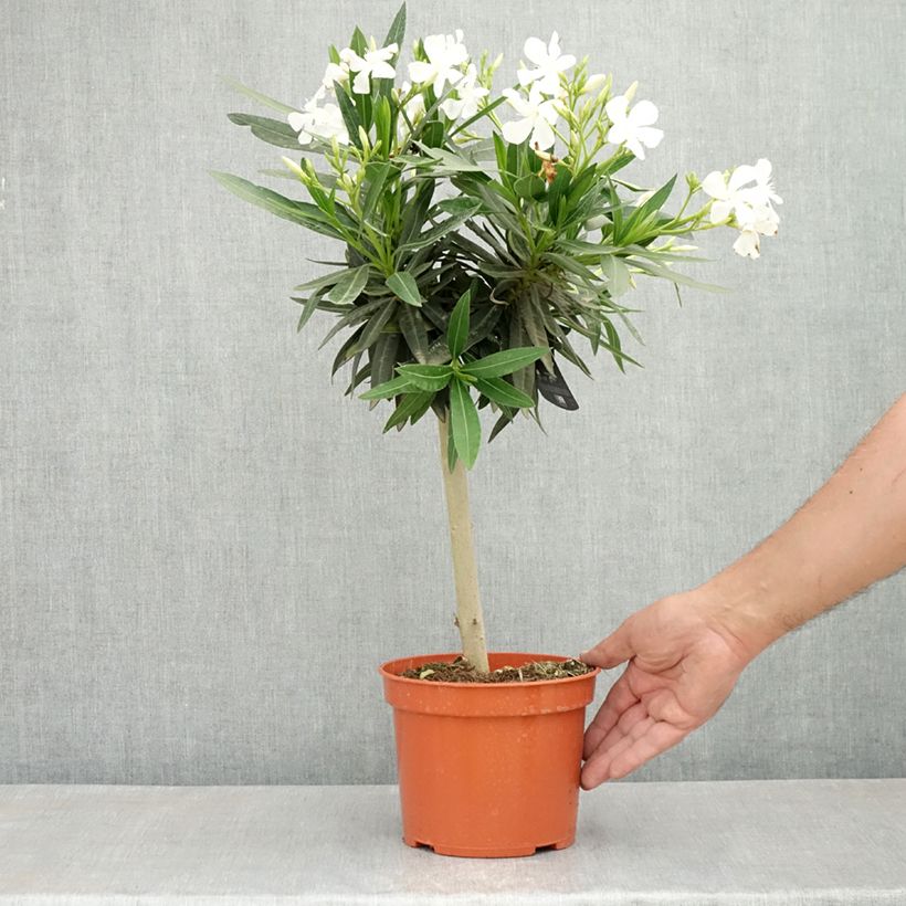 Exemplar von Oleander Weiss - Nerium Topf mit 2L/3L wie im Frühjahr geliefert