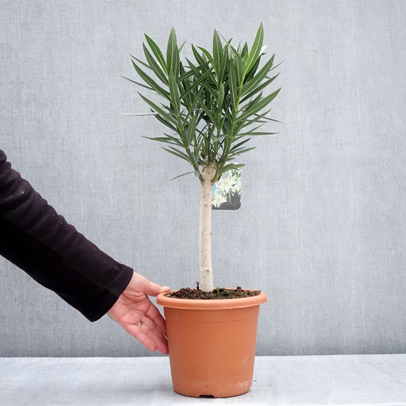 Exemplar von Oleander Weiss - Nerium Topf mit 2L/3L wie im Winter geliefert