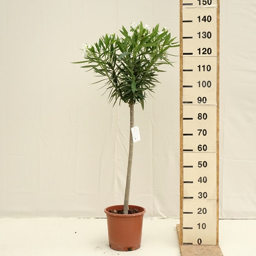 Example of Oleander Weiss - Nerium Topf mit 7,5L/10L as you get in printemps