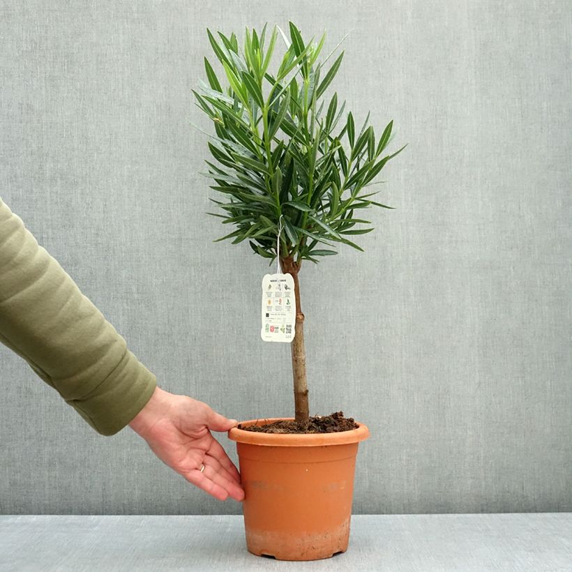 Exemplar von Oleander Yellow - Nerium Topf mit 2L/3L, Mini-Stammrose wie im Herbst geliefert